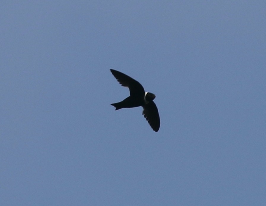 White-collared Swift - ML616479944