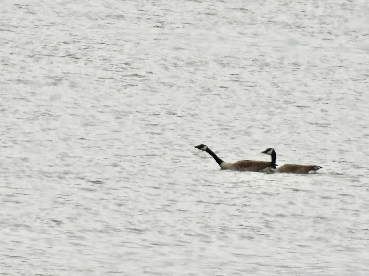 Canada Goose - ML616479952