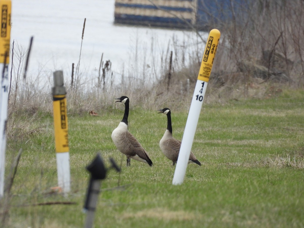 Canada Goose - ML616479953