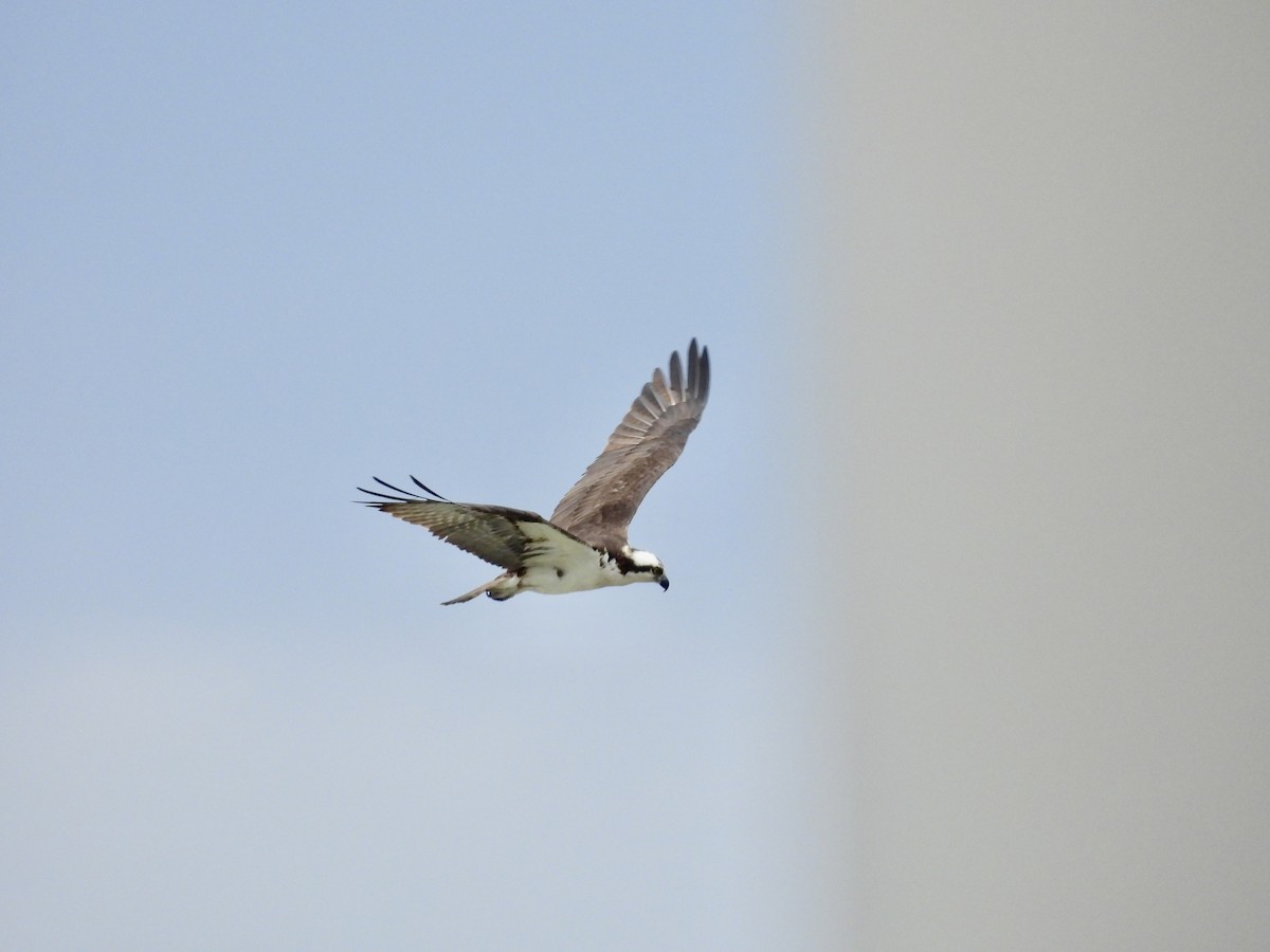 Osprey - ML616479963