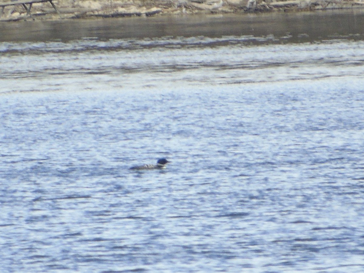 Common Loon - Randy Husson