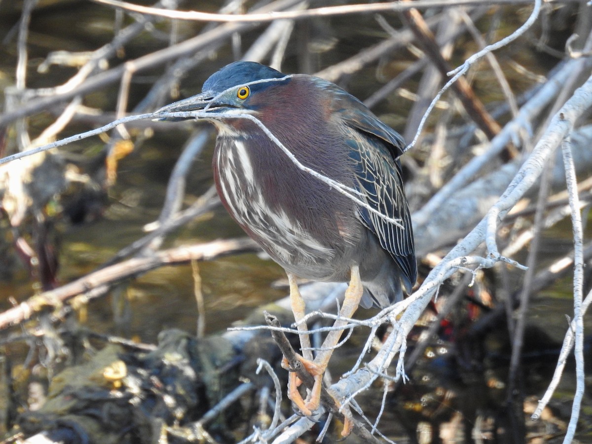 Green Heron - ML616479994