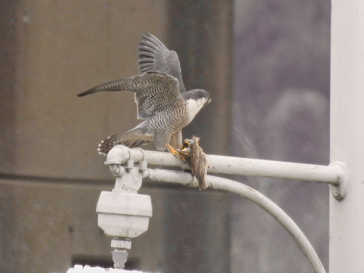 Peregrine Falcon - ML616480012