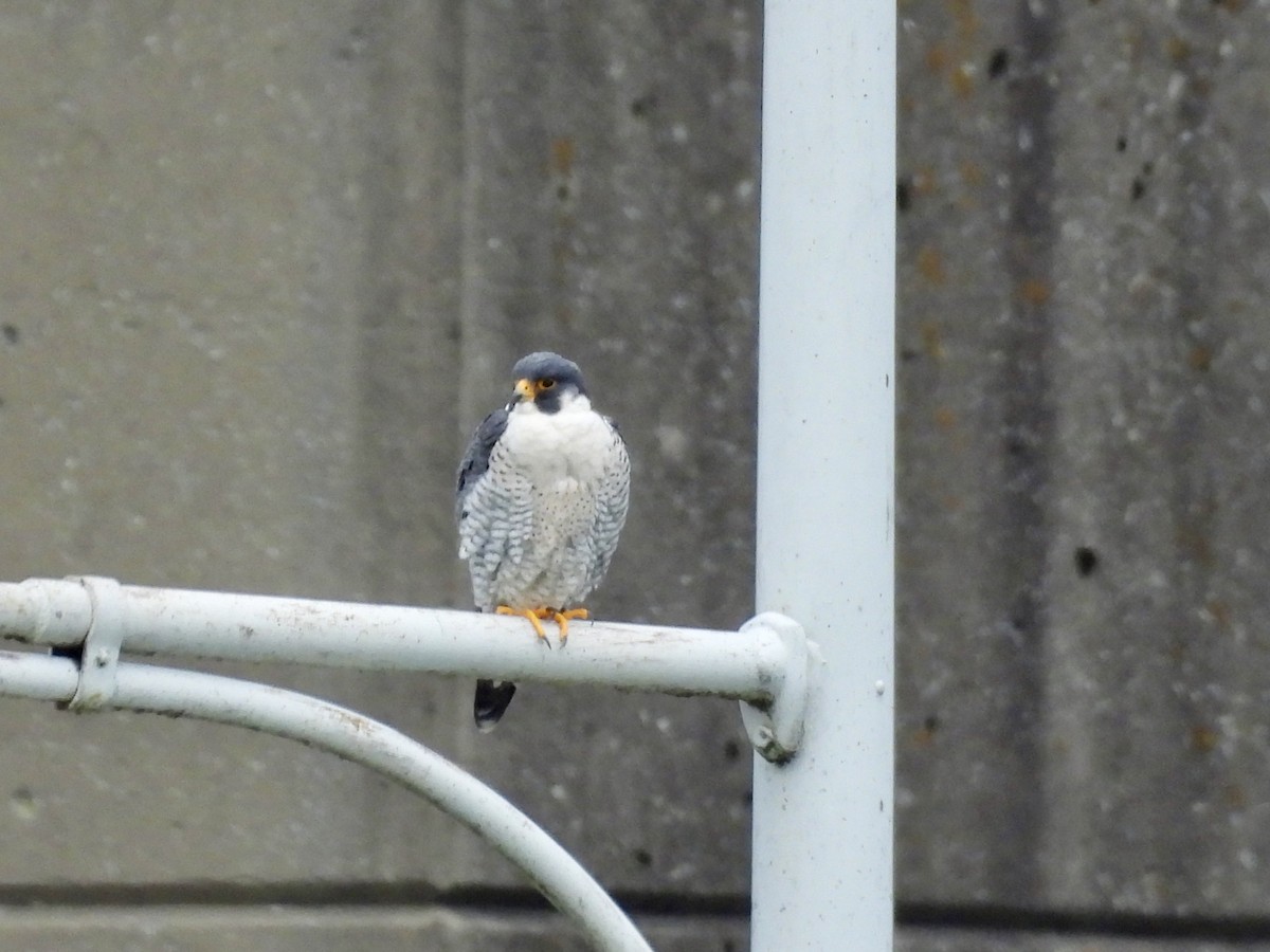 Peregrine Falcon - ML616480013