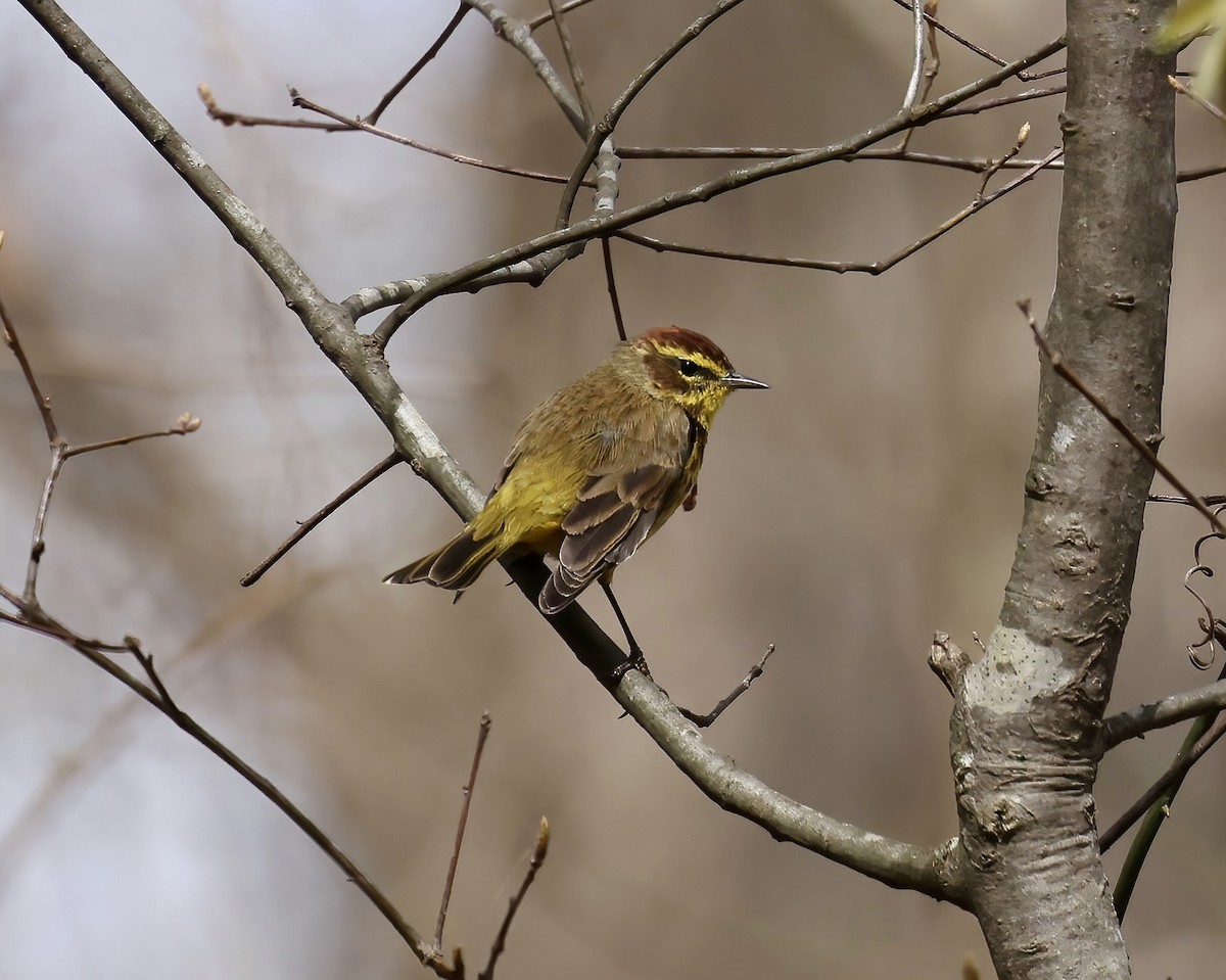 Palm Warbler - ML616480060
