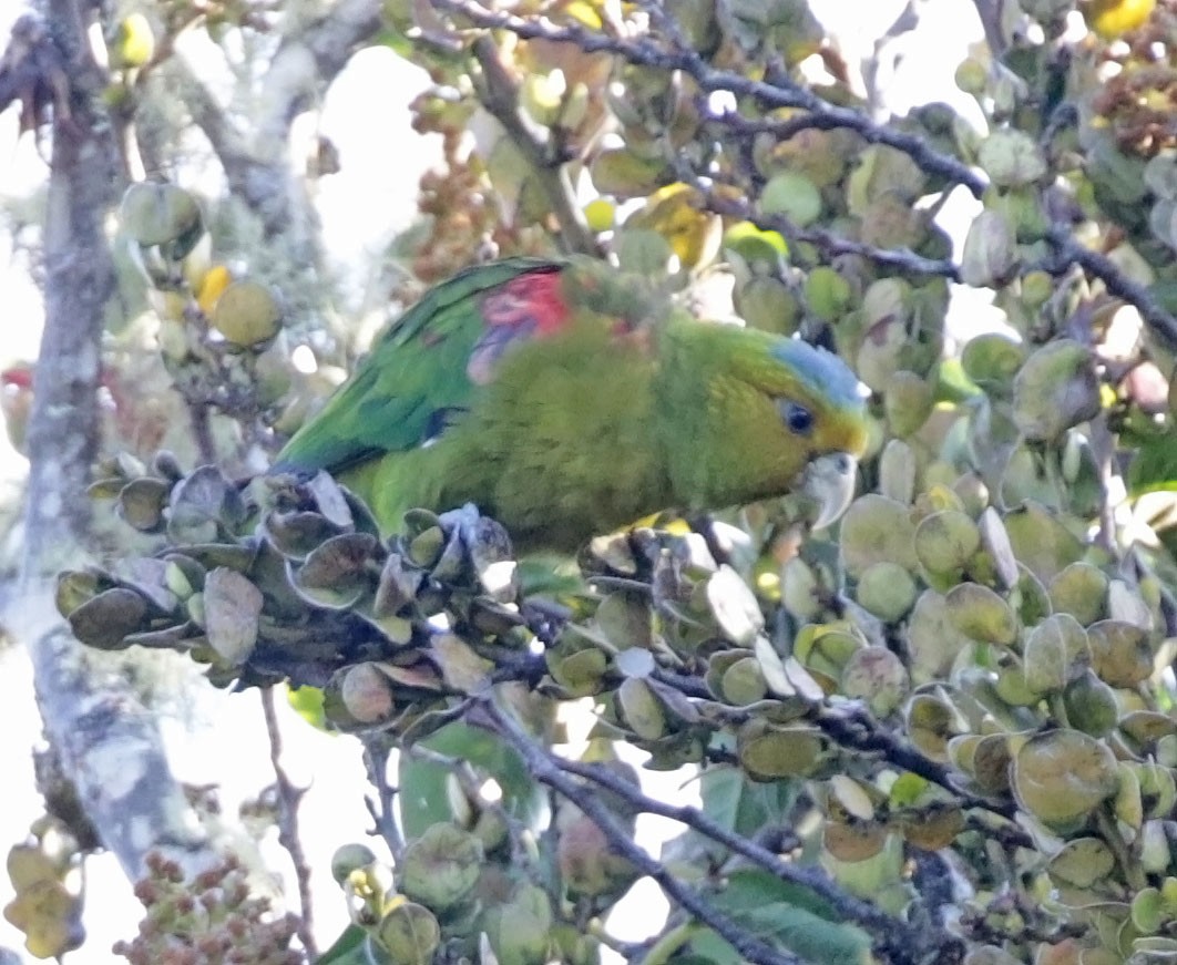 Indigo-winged Parrot - Trevor Ellery