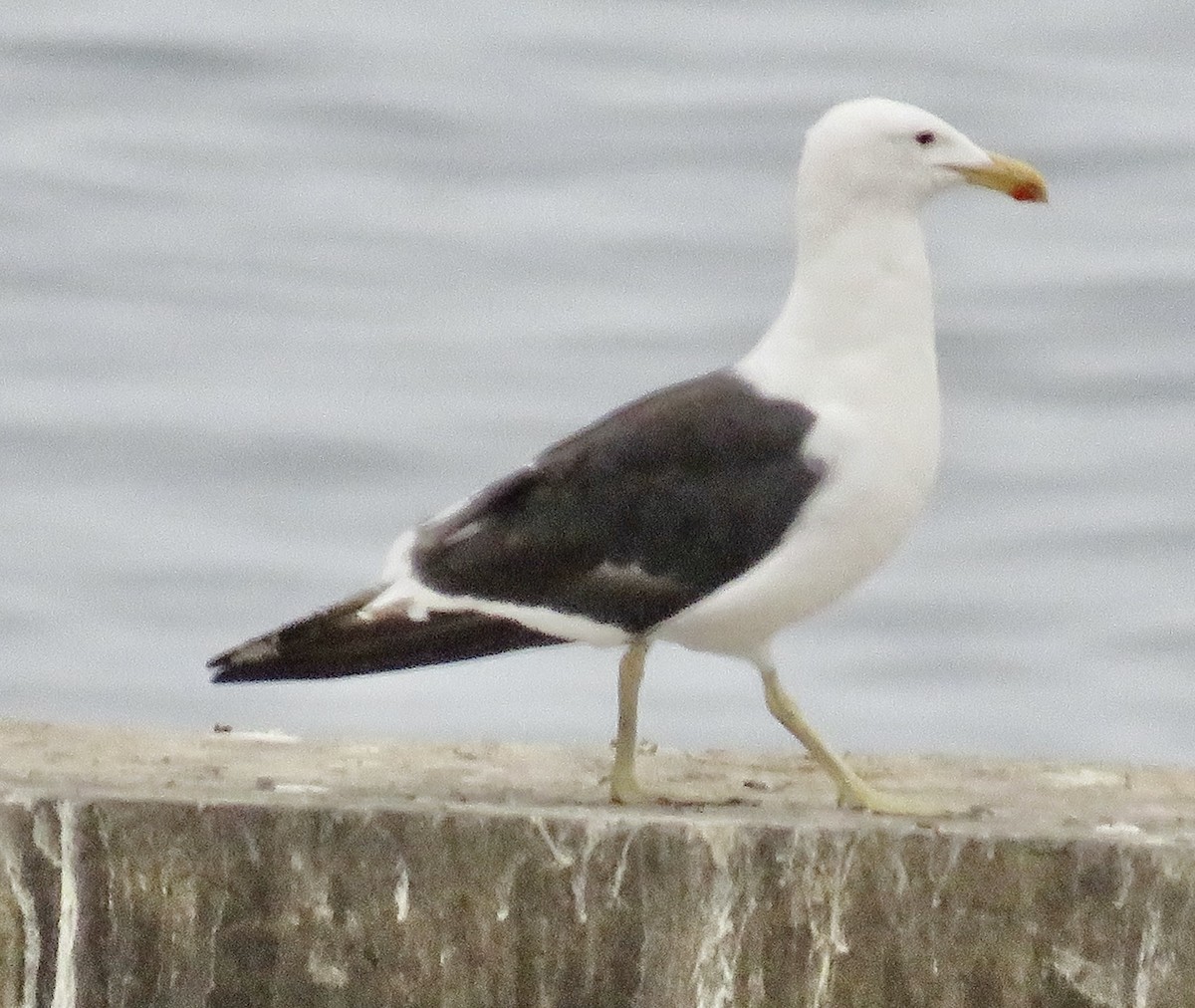 Kelp Gull - ML616480161