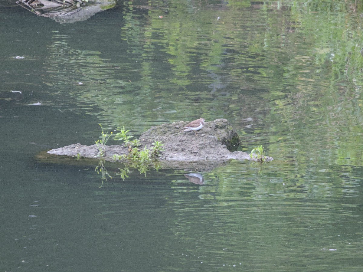 Common Sandpiper - ML616480197