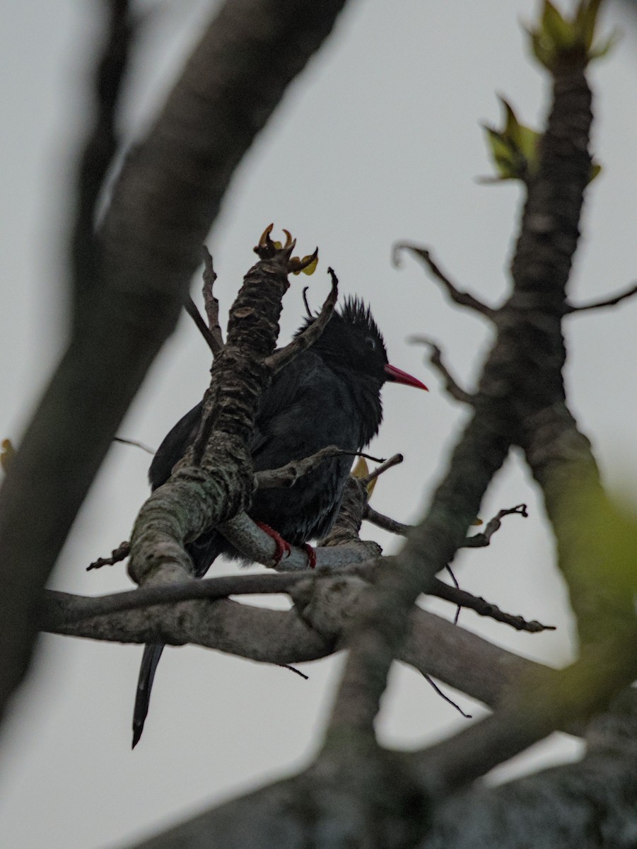 Black Bulbul - Justin de Vlieg