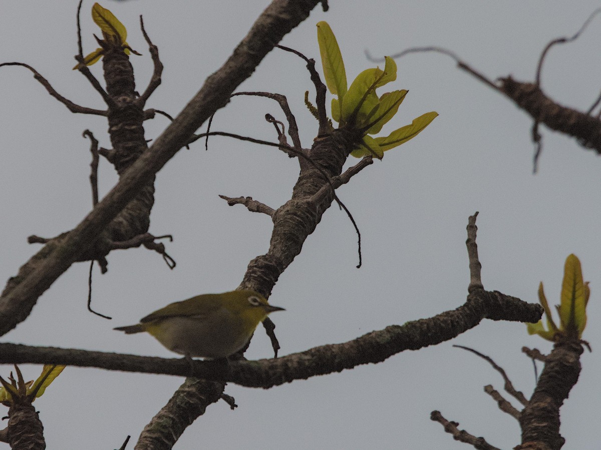 Swinhoe's White-eye - Justin de Vlieg