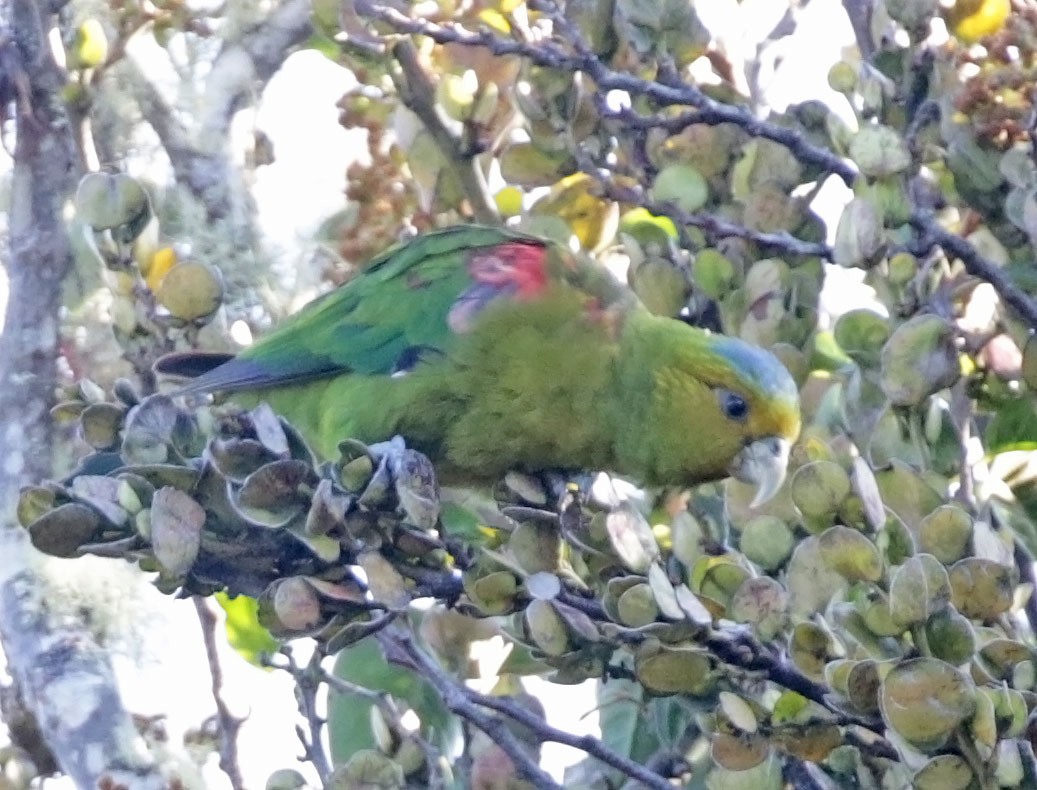 Indigo-winged Parrot - Trevor Ellery