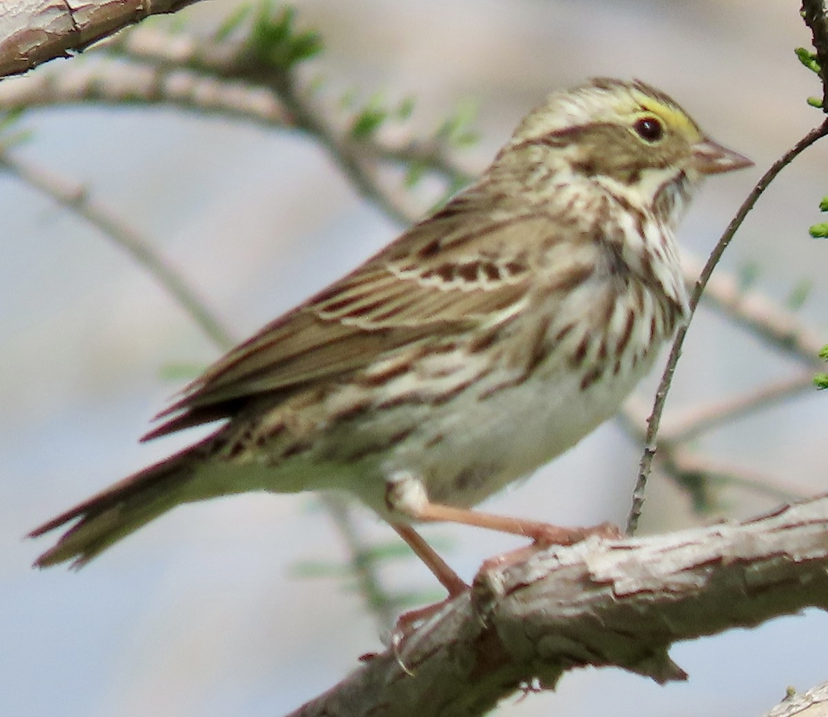 Savannah Sparrow - Steven Cummings