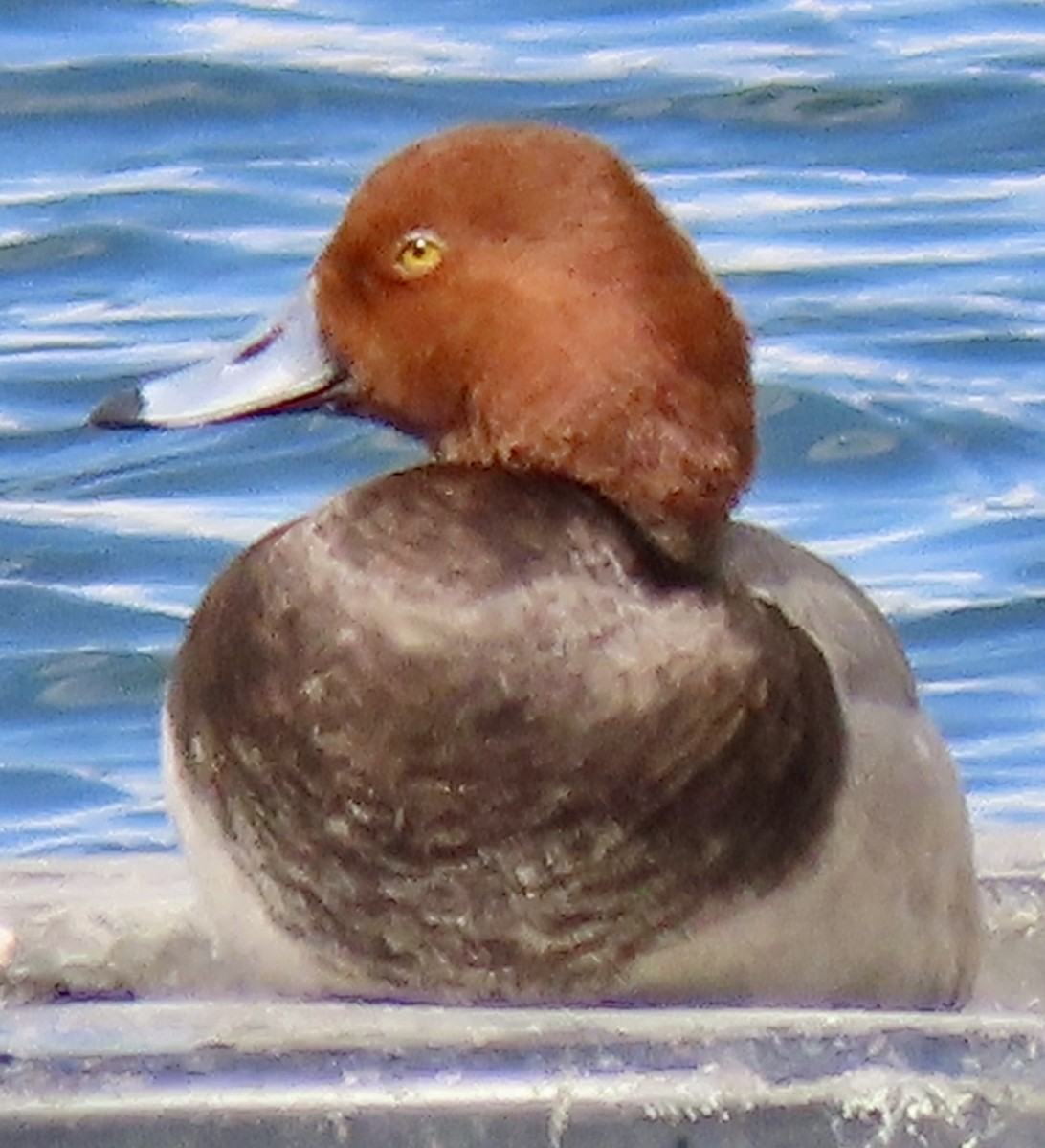 Fuligule à tête rouge - ML616480265