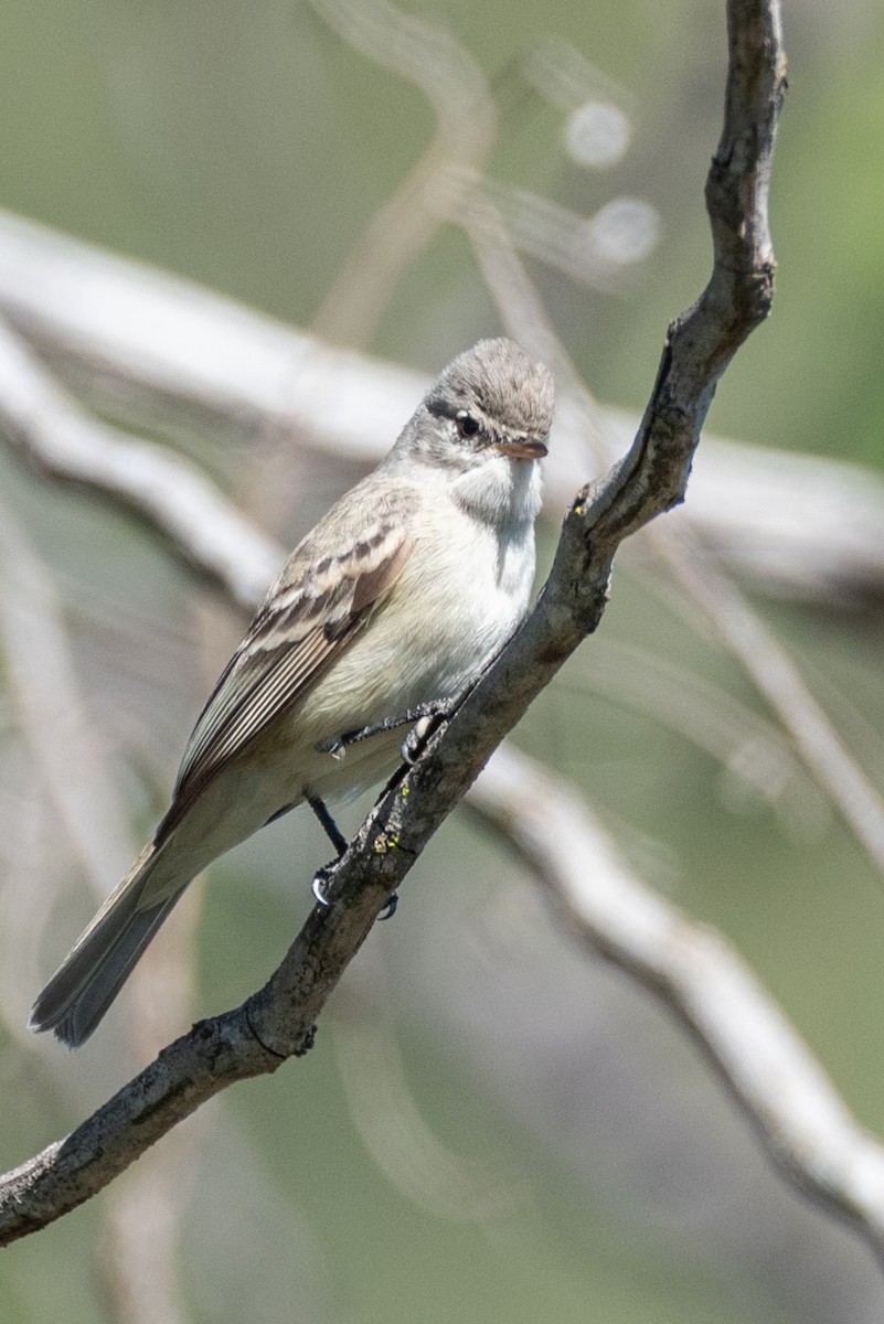 Southern Beardless-Tyrannulet - Ralph Hatt