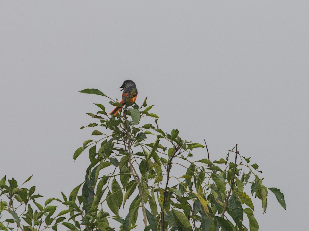 Gray-chinned Minivet - ML616480335