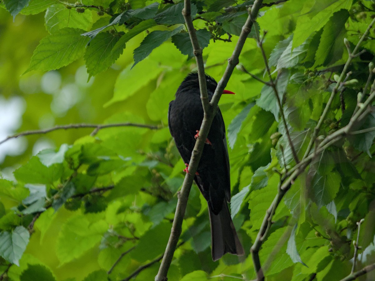 Black Bulbul - ML616480343