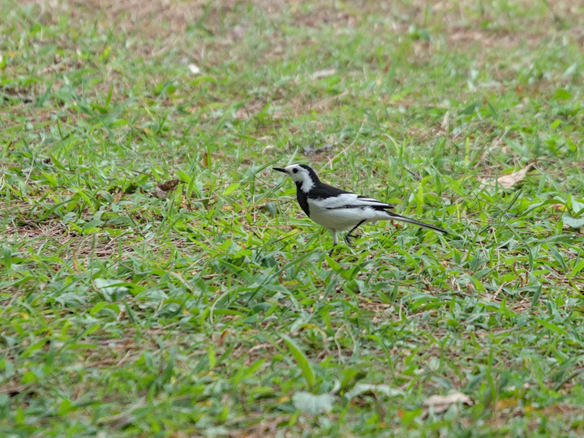 White Wagtail - Justin de Vlieg