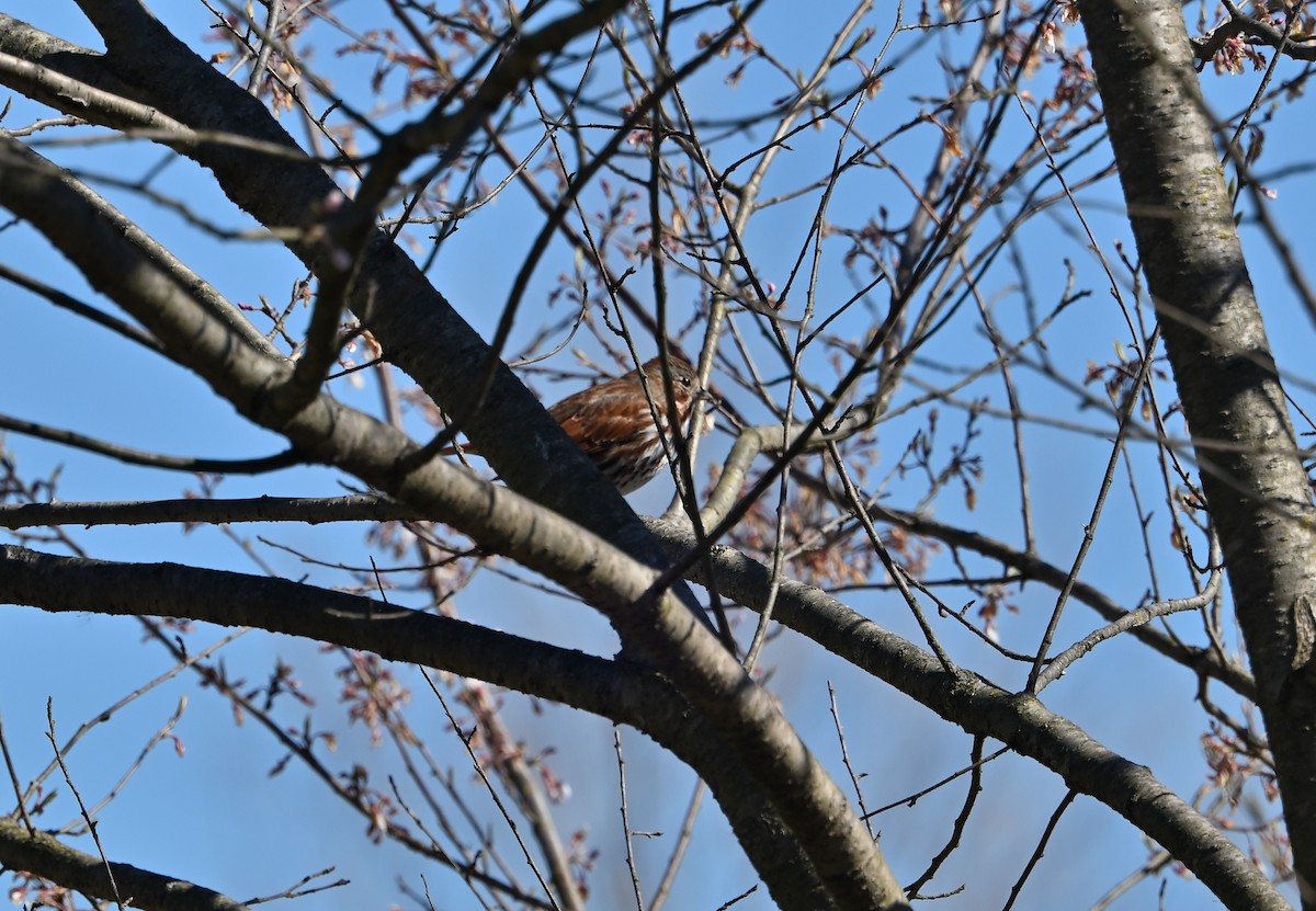 Fox Sparrow - ML616480395