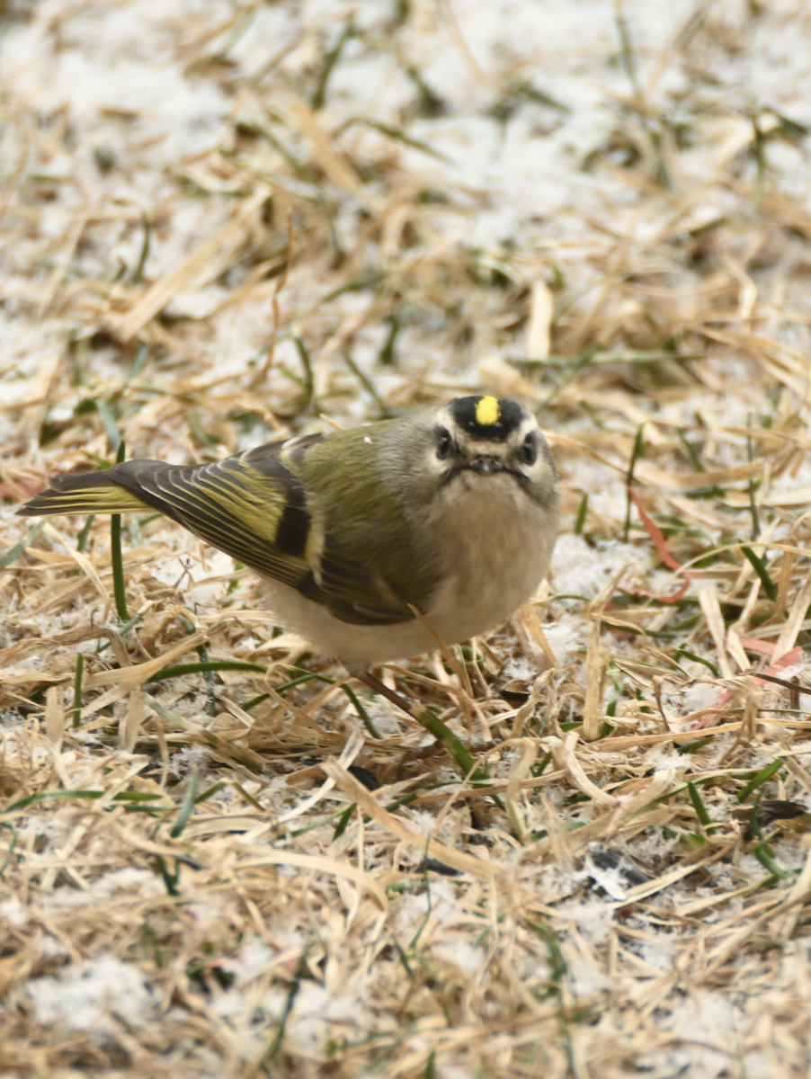 Roitelet à couronne dorée - ML616480423