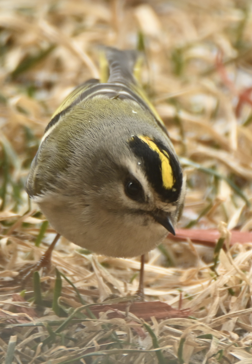 Roitelet à couronne dorée - ML616480424