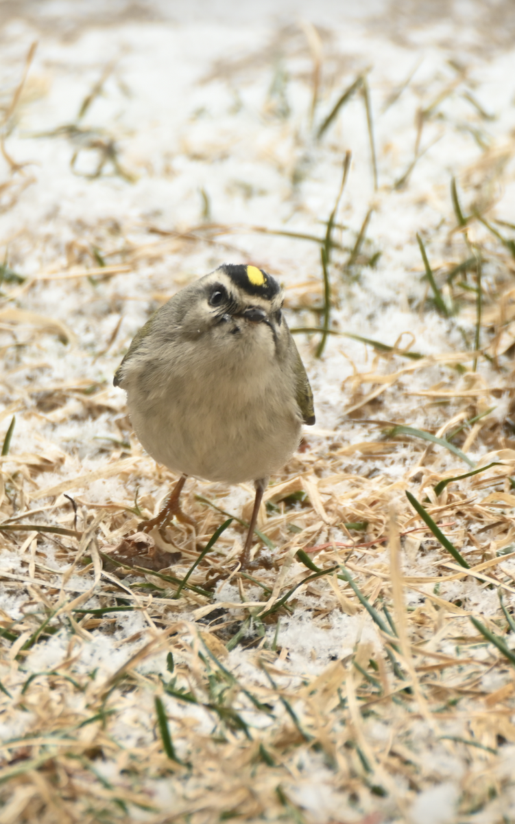 Golden-crowned Kinglet - ML616480425