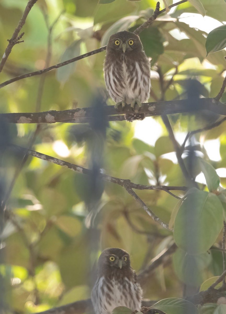 Ferruginous Pygmy-Owl - ML616480457