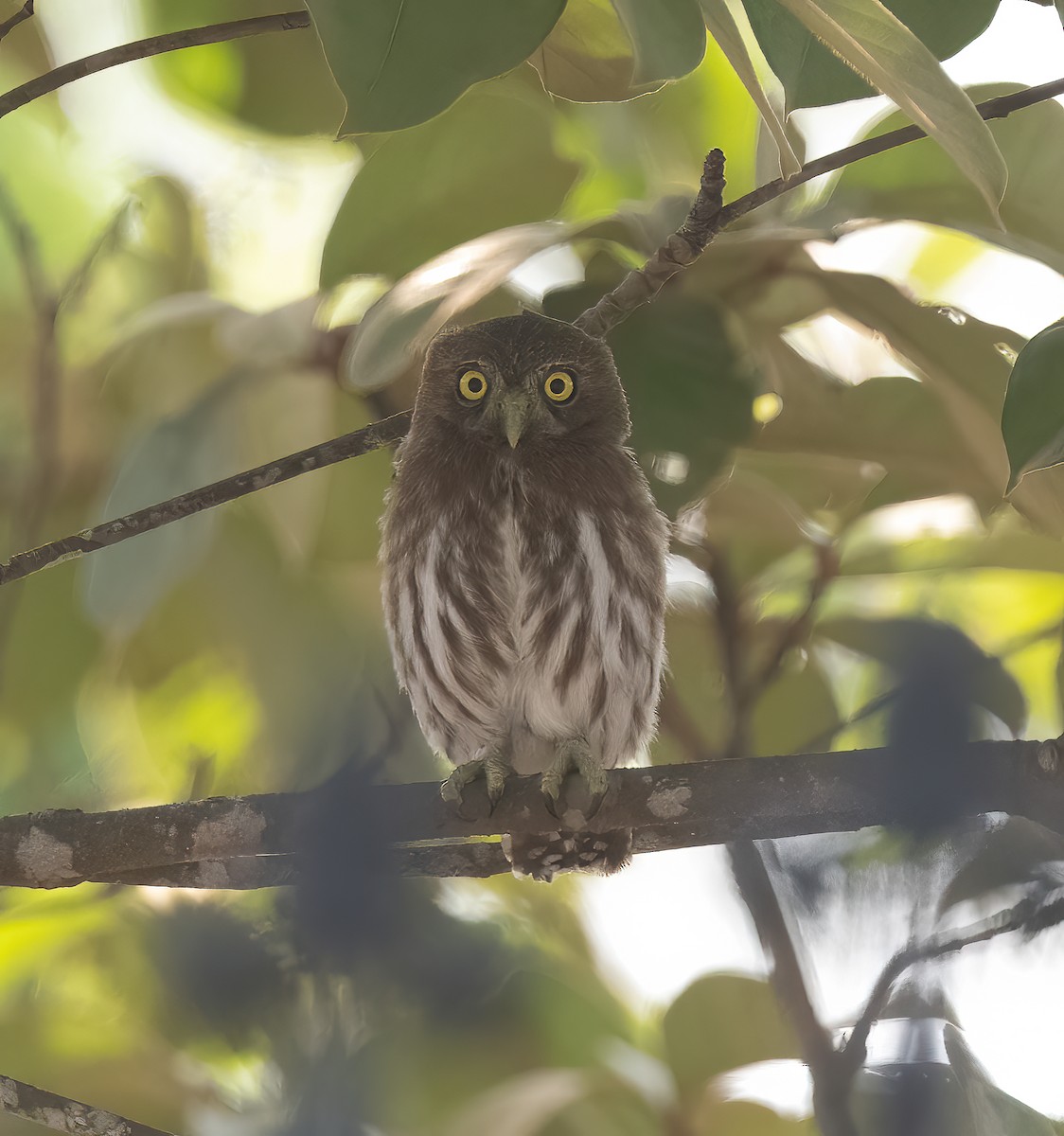 Ferruginous Pygmy-Owl - ML616480458