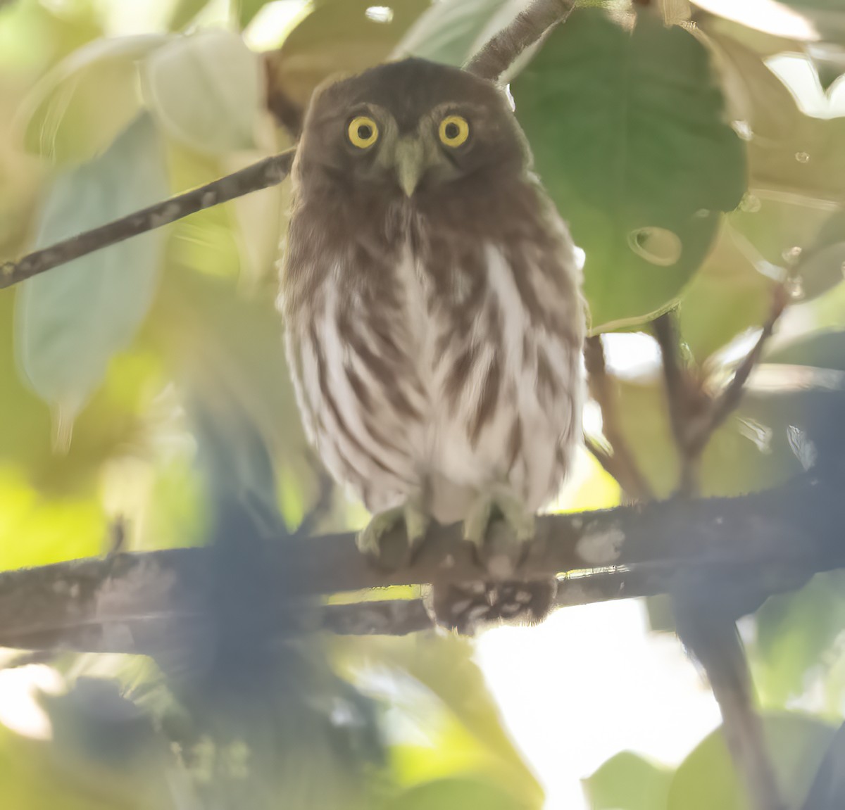 Ferruginous Pygmy-Owl - ML616480459