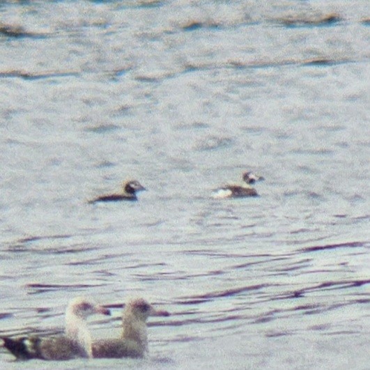 Long-tailed Duck - ML616480536