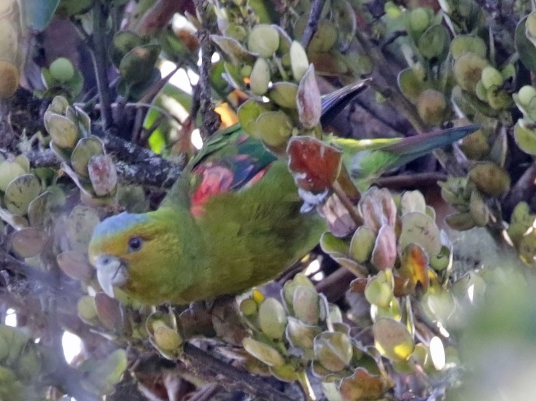 Indigo-winged Parrot - Trevor Ellery