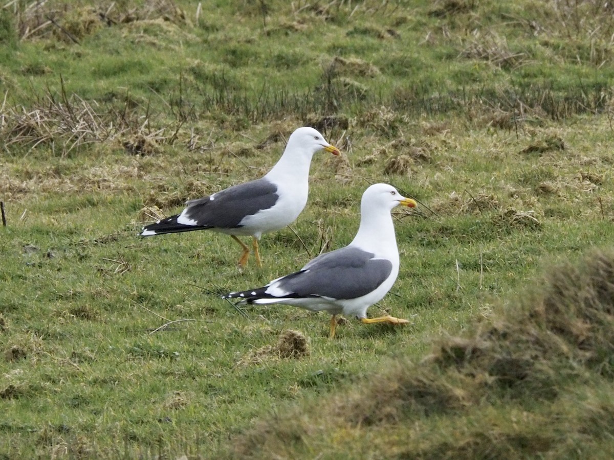 Lesser Black-backed Gull - Tyler Nahlik