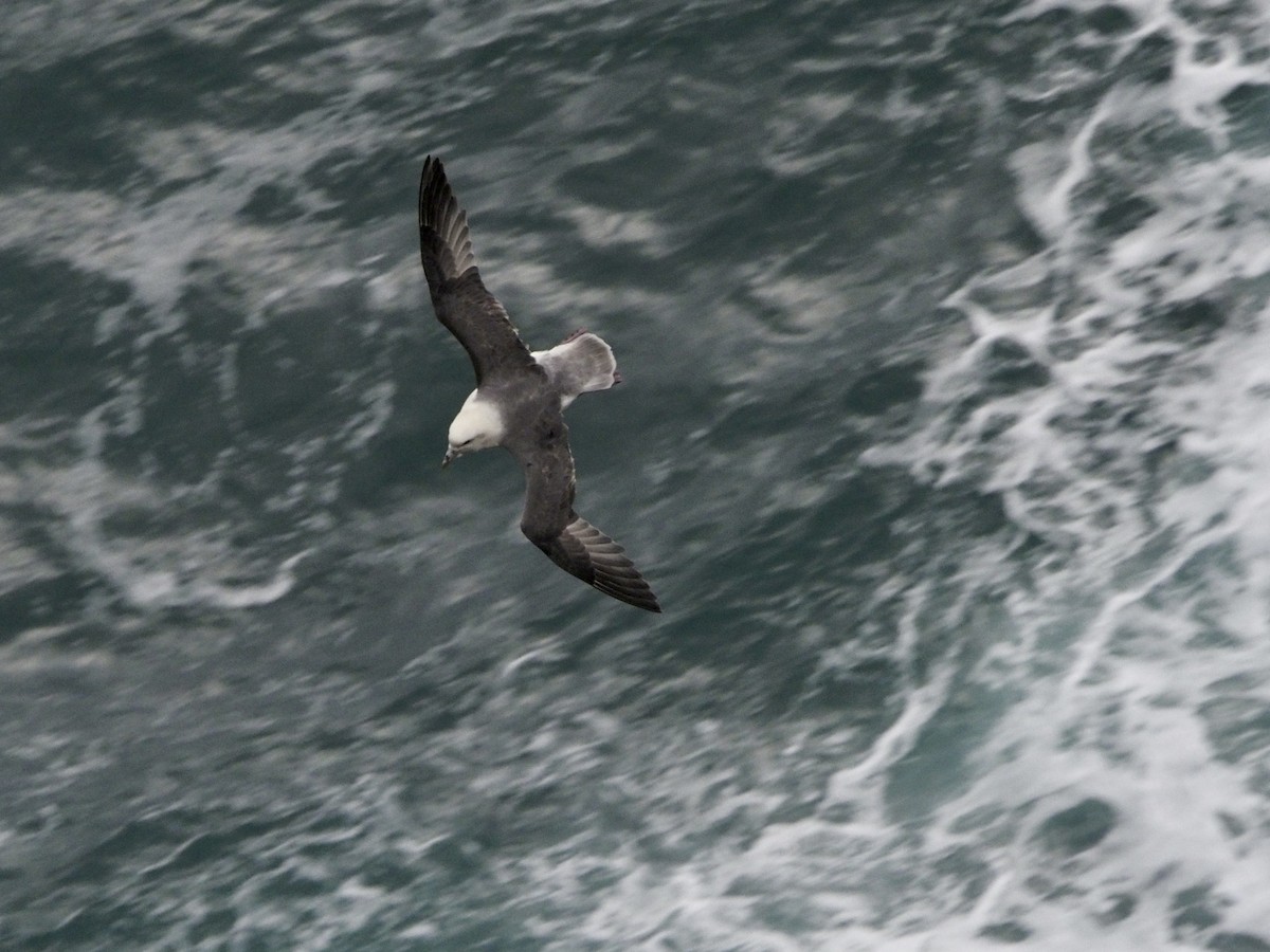 Northern Fulmar - Tyler Nahlik