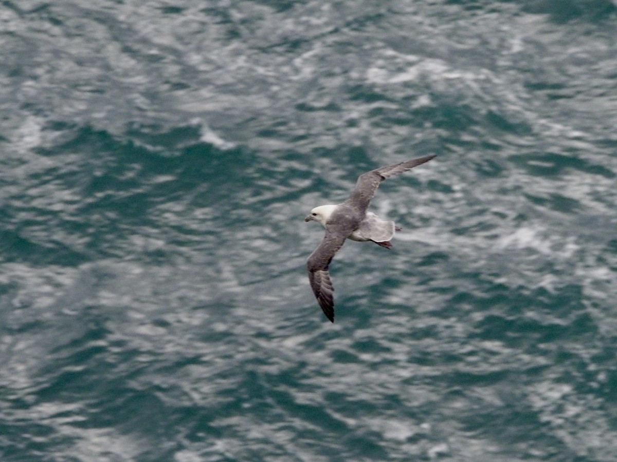 Northern Fulmar - Tyler Nahlik