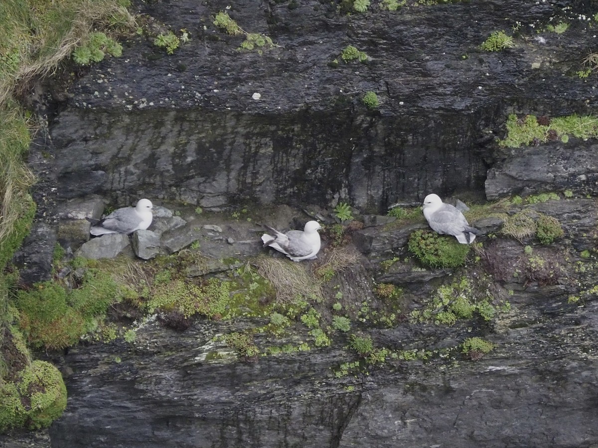 Northern Fulmar - Tyler Nahlik