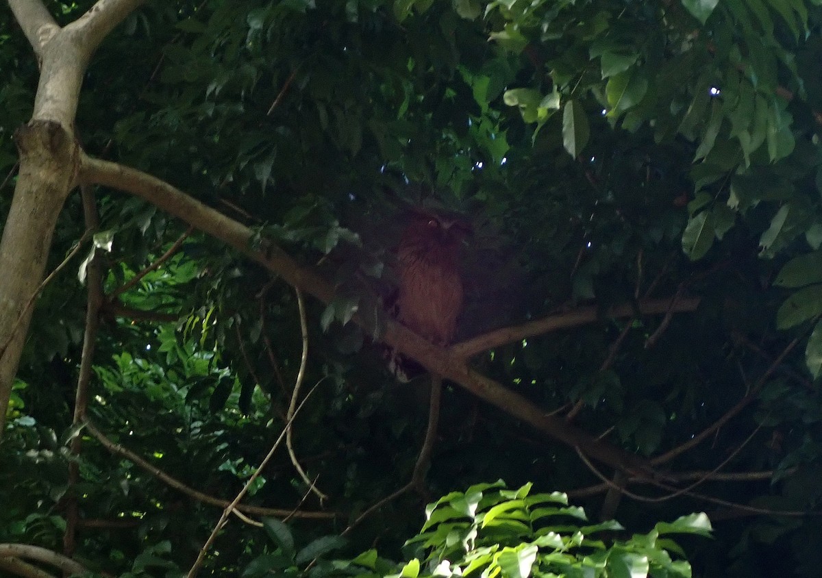 Buffy Fish-Owl - ML616480763