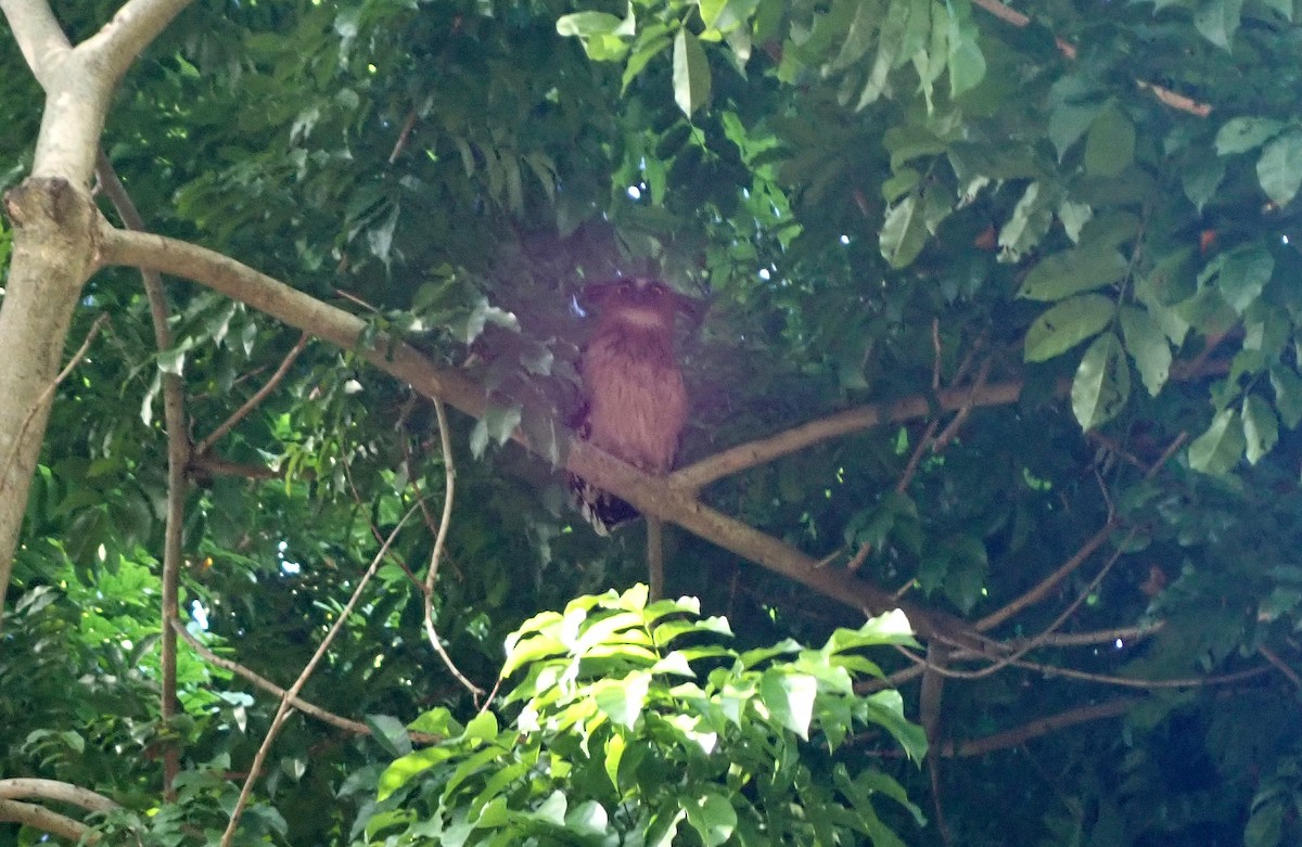 Buffy Fish-Owl - ML616480764