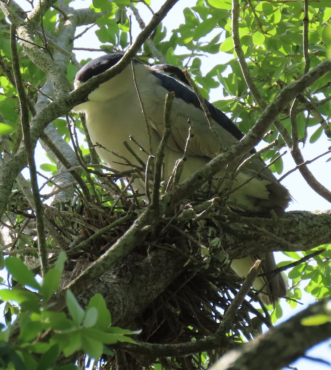 Black-crowned Night Heron - ML616480772