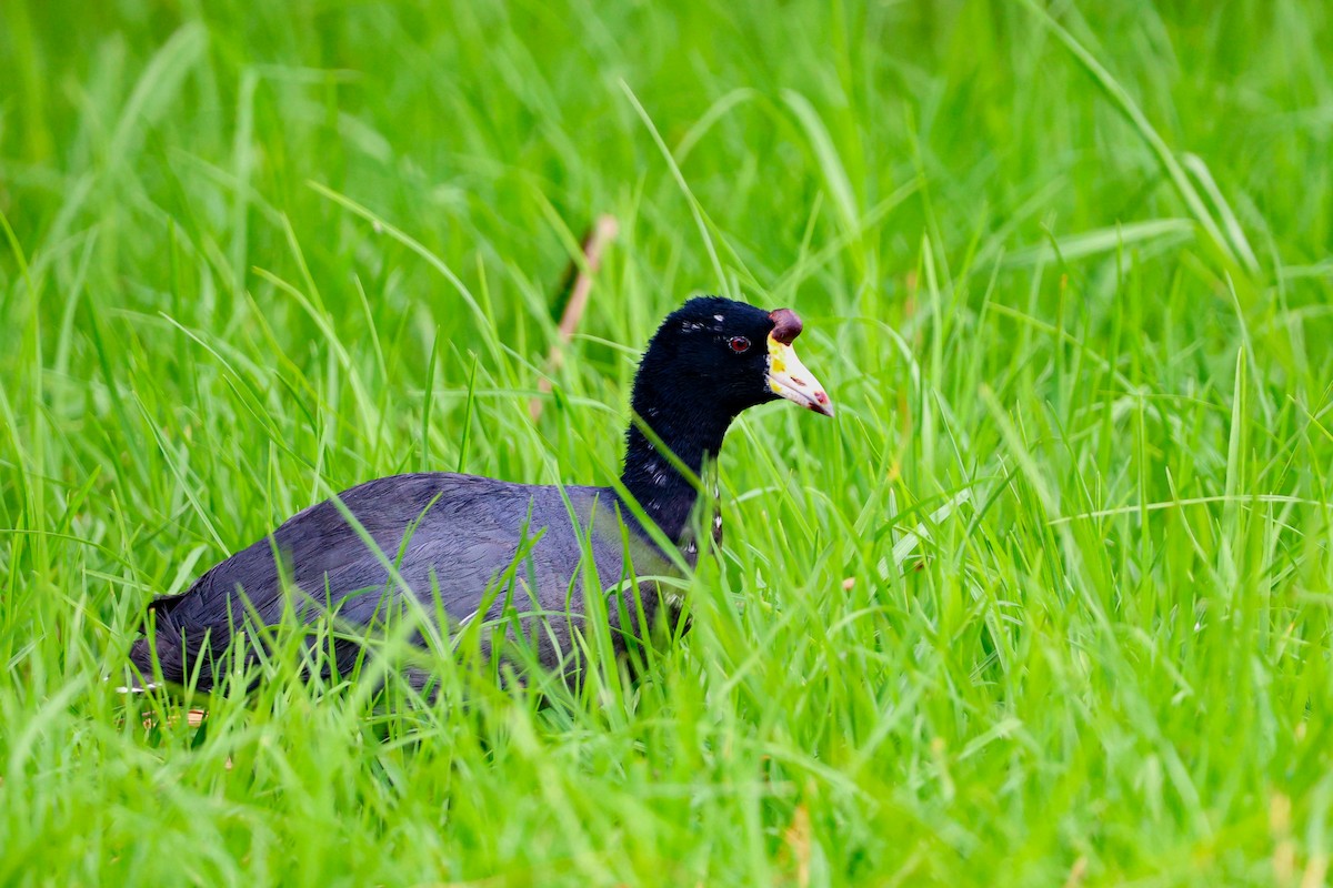 American Coot - ML616480774