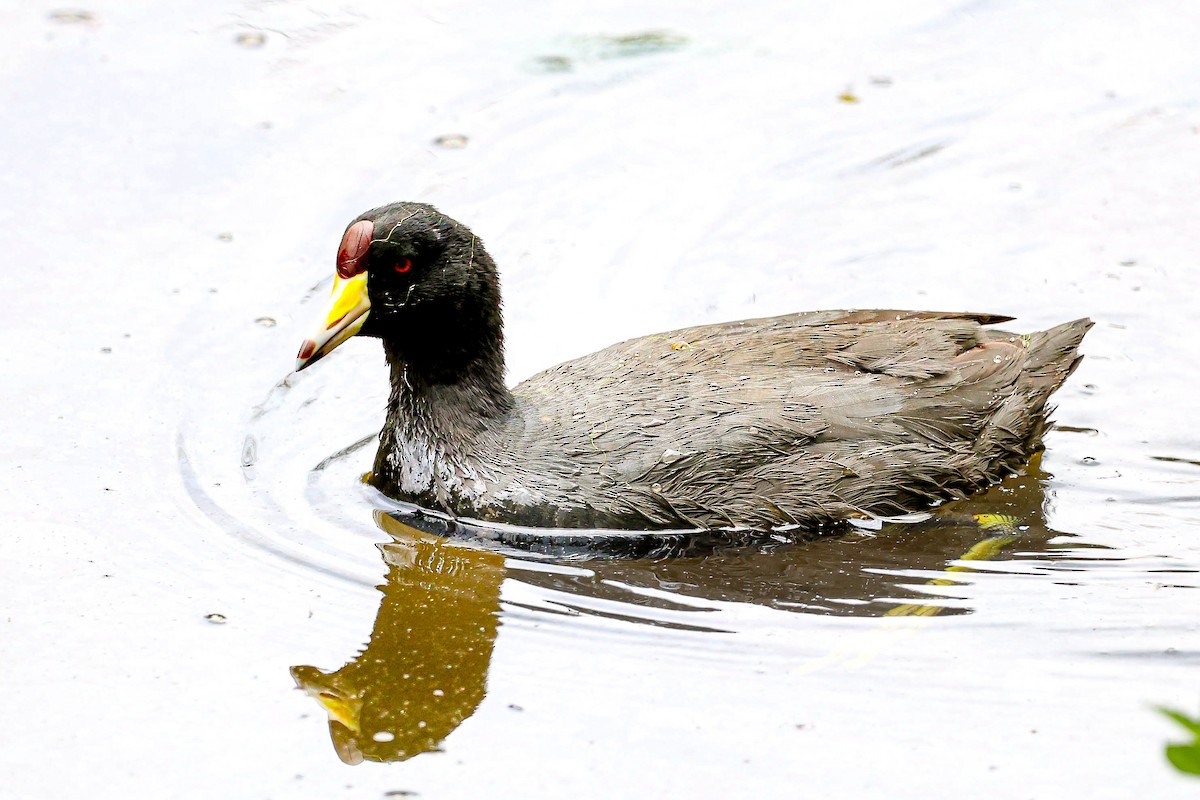 American Coot - Daniel Yepes