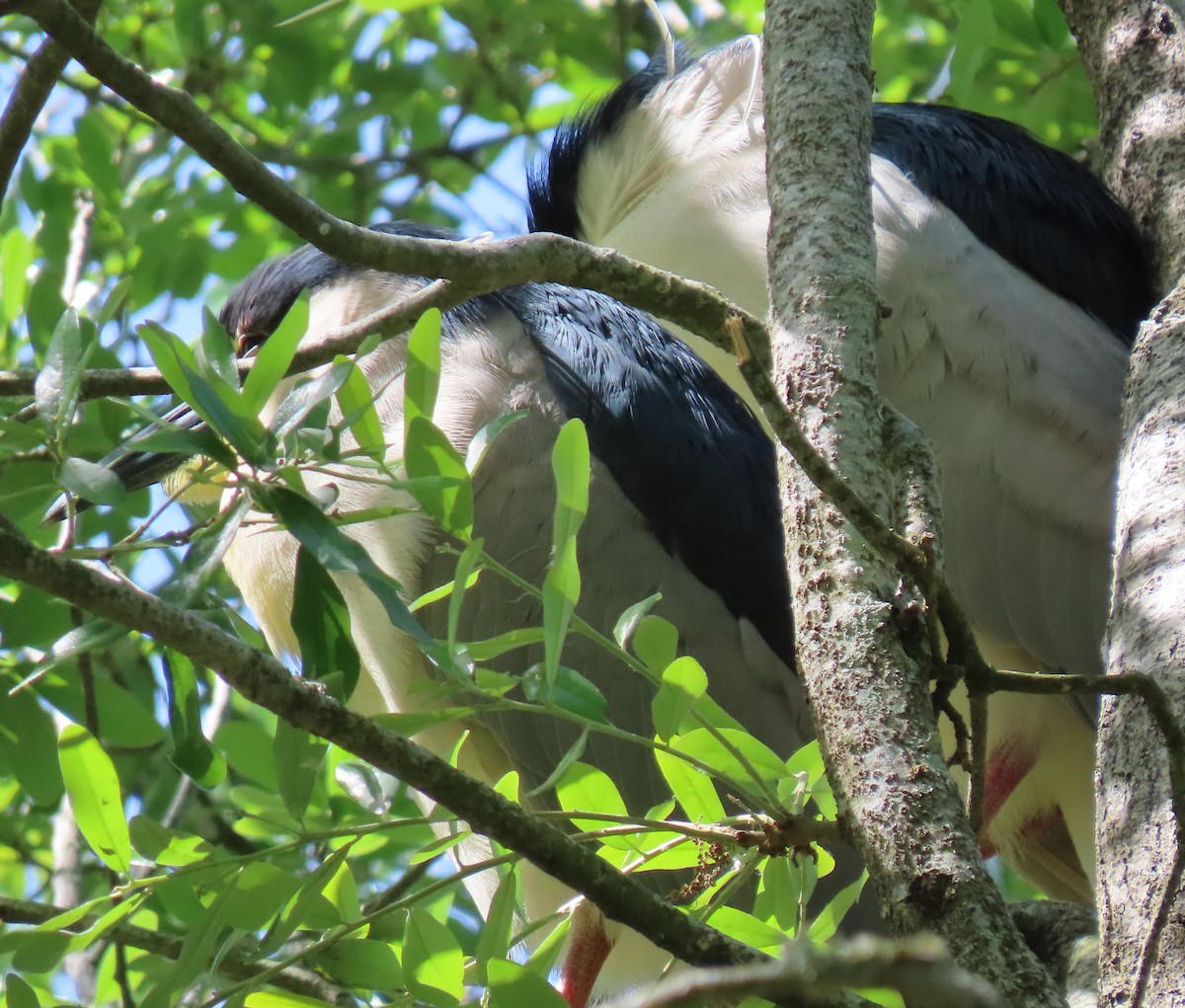 Black-crowned Night Heron - ML616480780