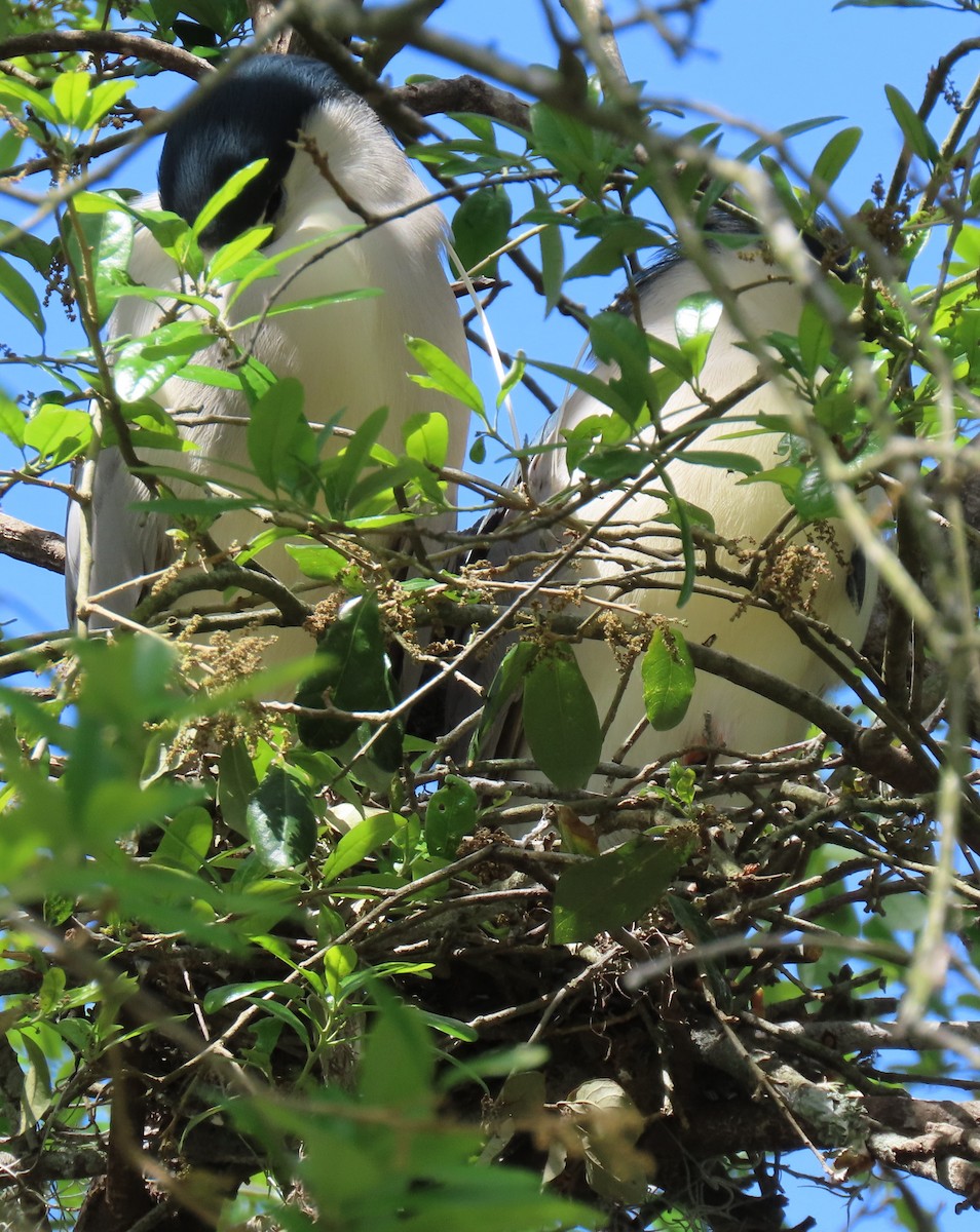 Black-crowned Night Heron - ML616480784