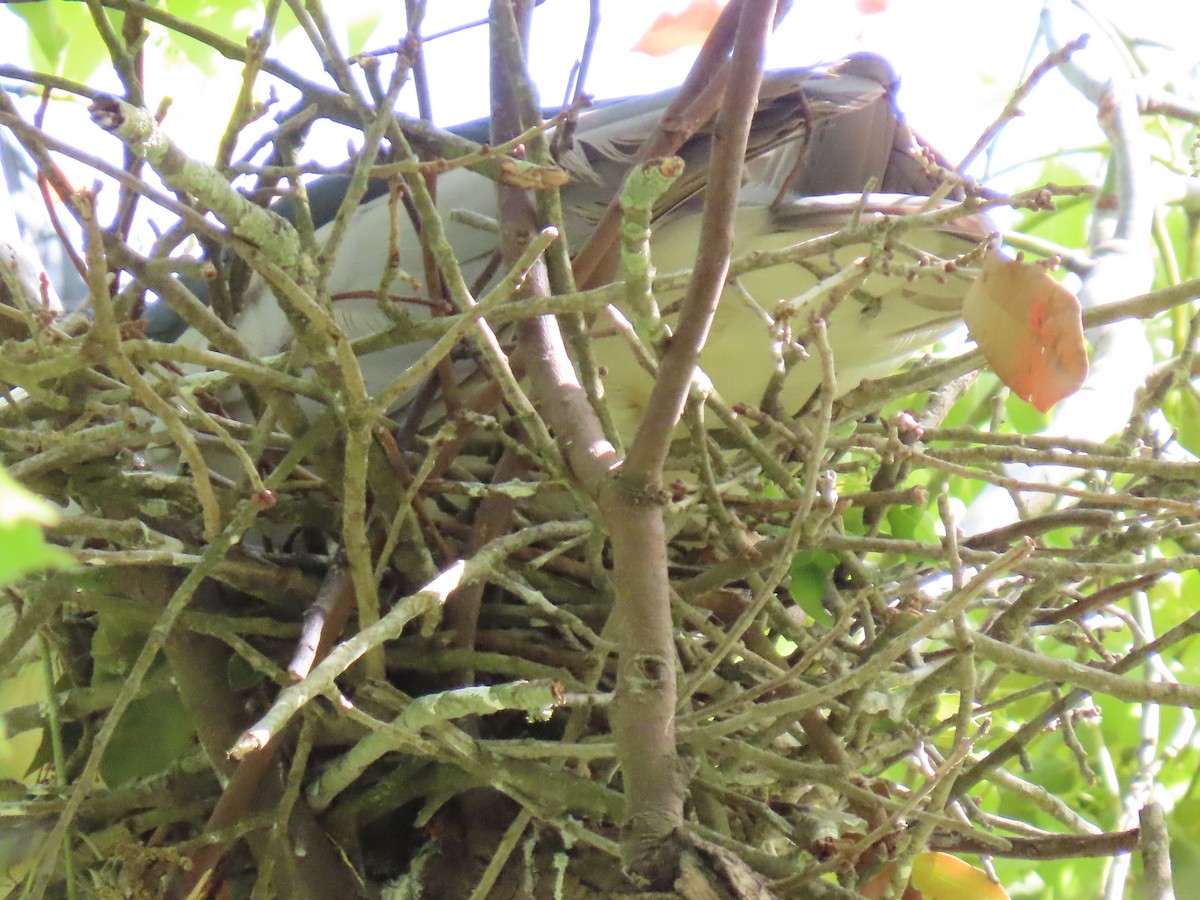 Black-crowned Night Heron - ML616480785