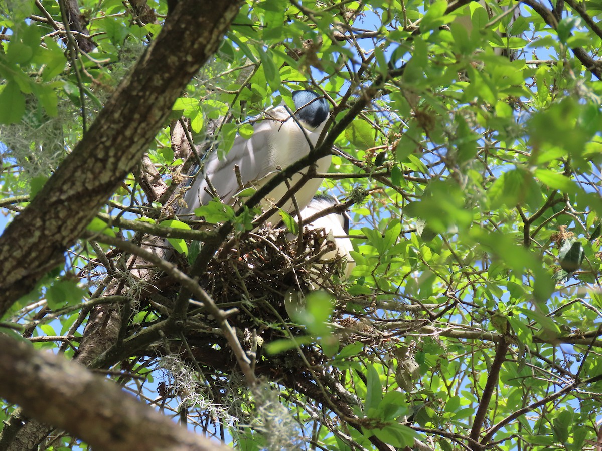 Black-crowned Night Heron - ML616480787