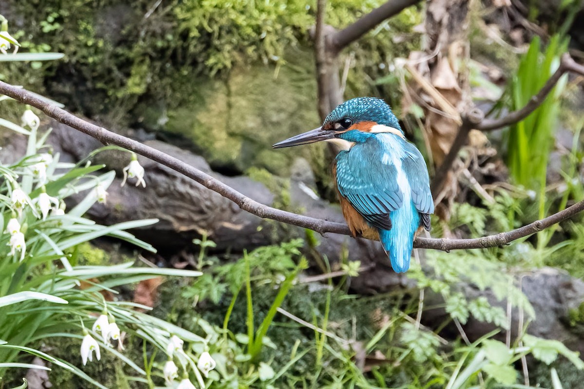 Common Kingfisher - Paul Fletcher