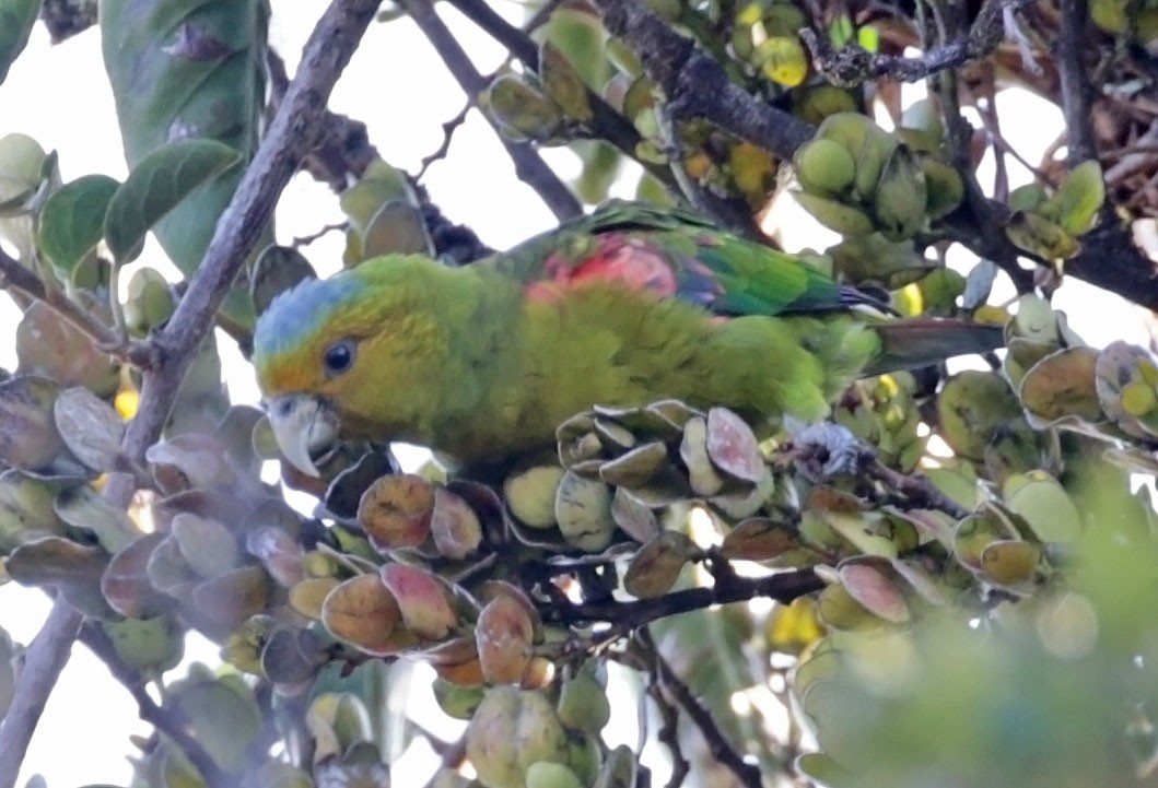 Indigo-winged Parrot - Trevor Ellery