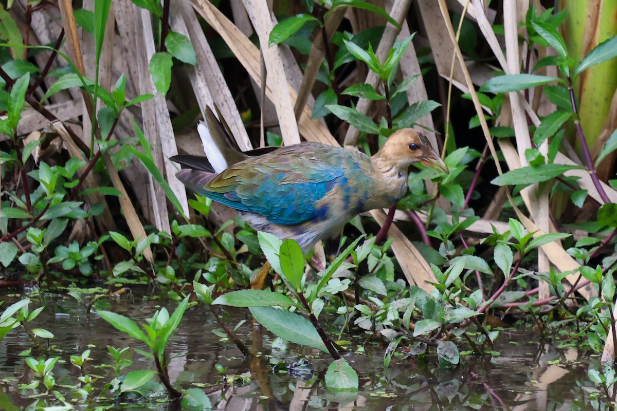 Purple Gallinule - ML616480839