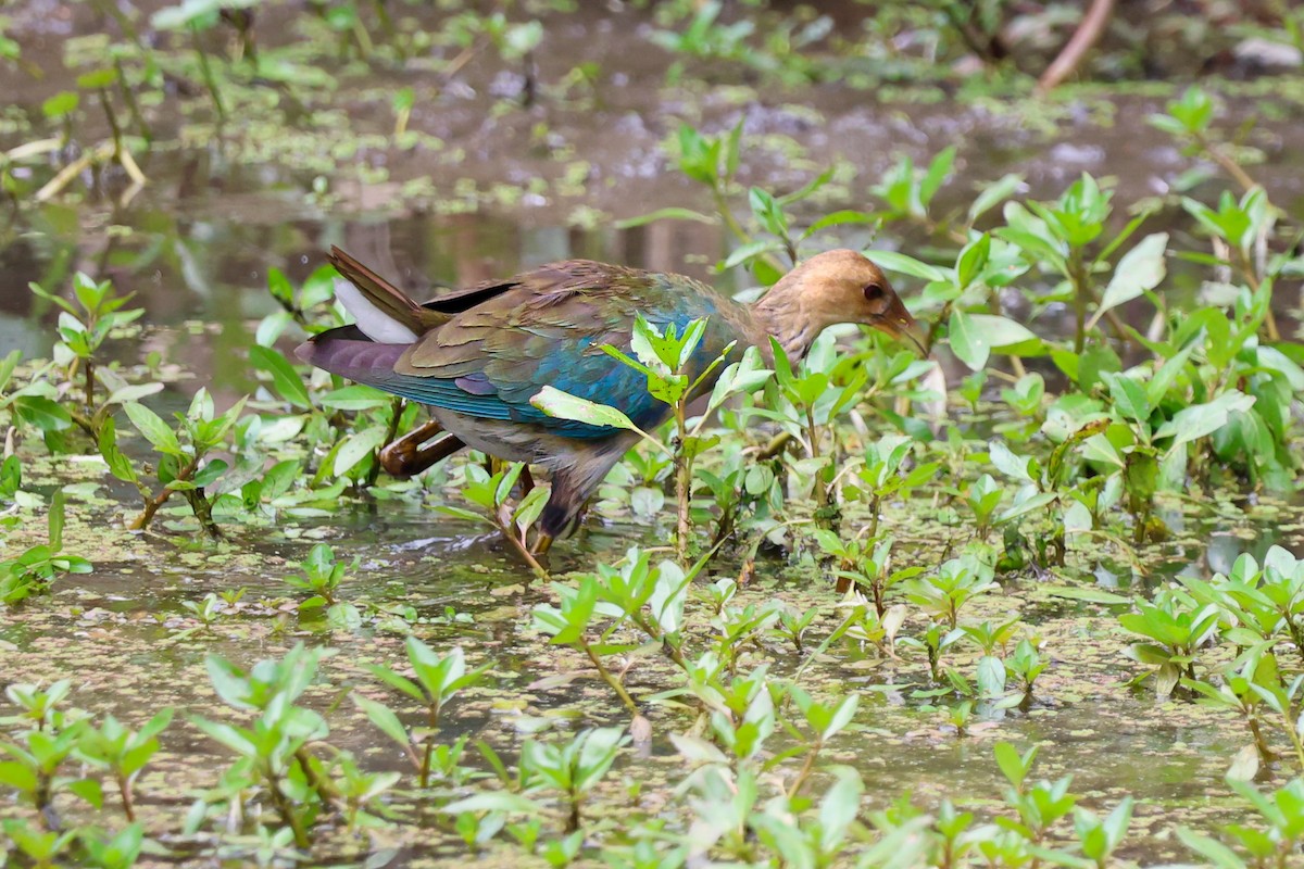 Purple Gallinule - Daniel Yepes