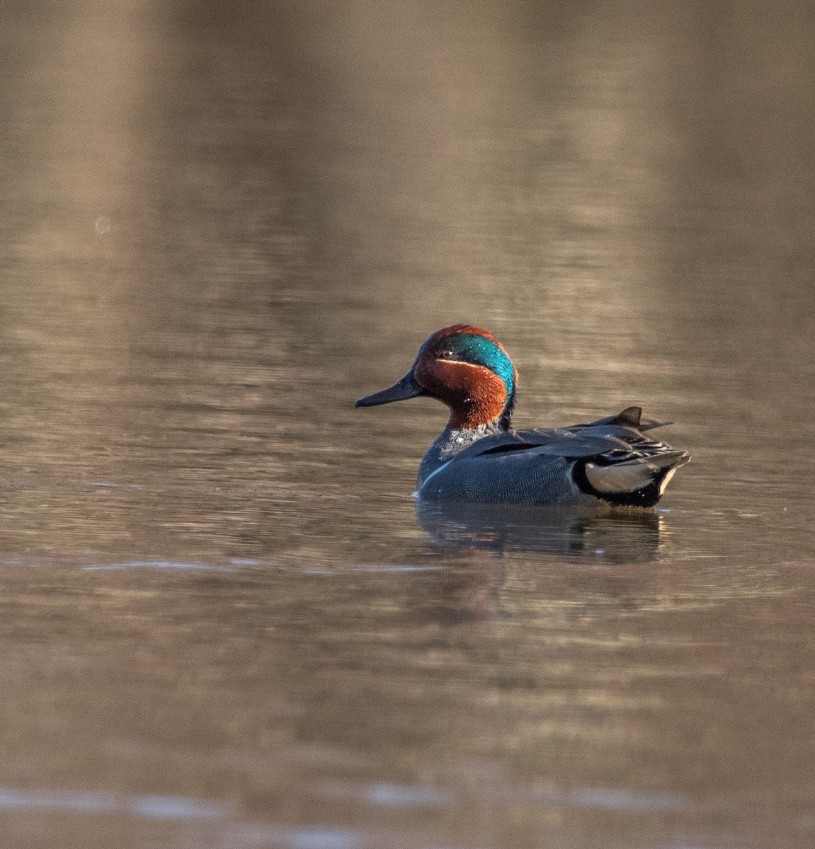 Green-winged Teal - ML616480845