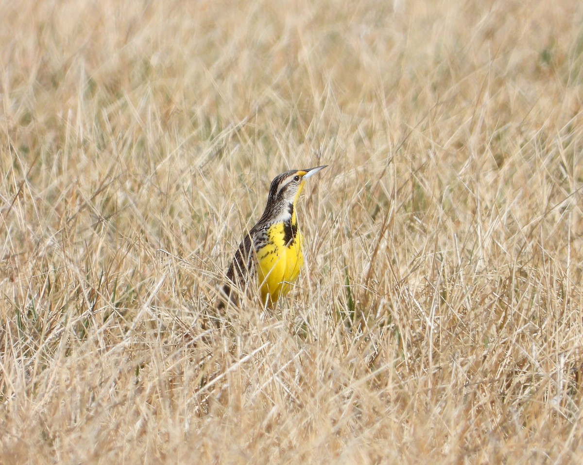 Western Meadowlark - ML616480879