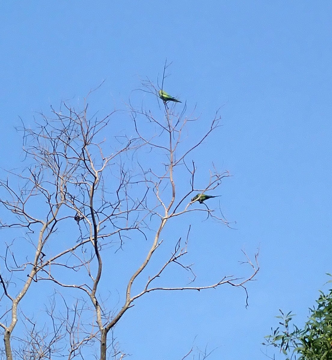 Red-breasted Parakeet - ML616480908